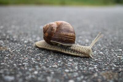 ERP project delay - snail