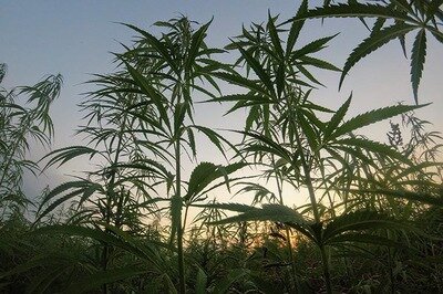 cannabis erp field
